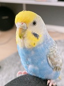 ނ